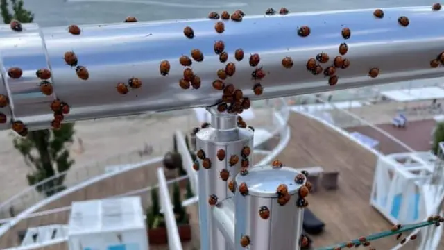 Нашестя сонечок. Як і чому ці комахи заполонили морське узбережжя країни