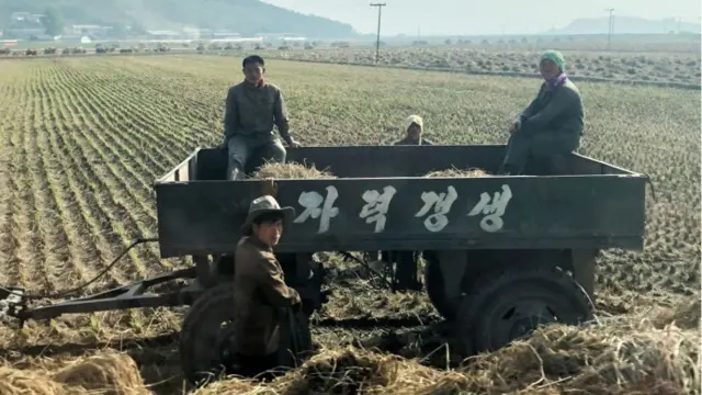 평양 인근의 고창 협동농장에서 곡식을 수확하고 있는 주민들