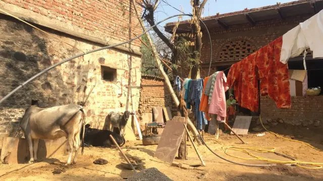 రక్బర్ ఇంటి ముందు ఆవులు