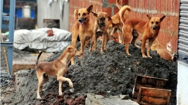 অনেক গ্রামবাসী মনে করেন অবৈধ কসাইখানা থেকে খাবার জোটে এসব কুকুরের।