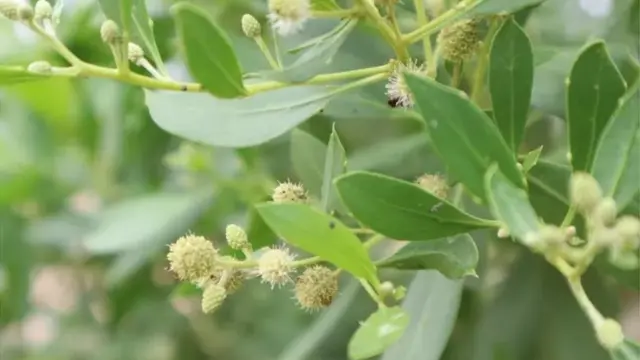 કોનોકૉર્પસ વૃક્ષ