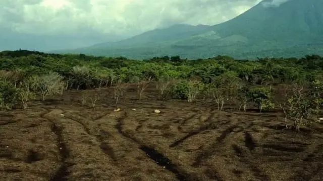 کوسٹا ریکا کے جنگلات