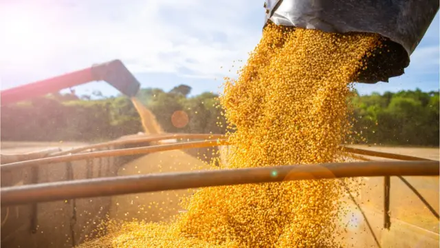 Grãosbwin demosoja são despejados por colheitadeiras na carroçabwin demoum caminhão