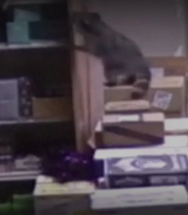 रॅकूनने एका लिकर स्टोअरमध्ये अक्षरशः धुडगूस घातला