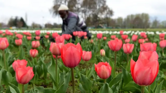 नरगिस के फूल