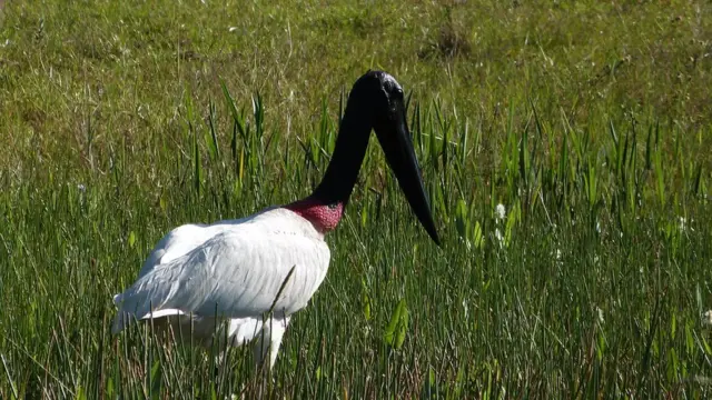 Animais no Pantanal