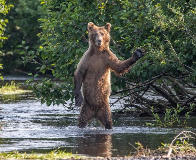 棕熊举起前掌向镜头打招呼的样子