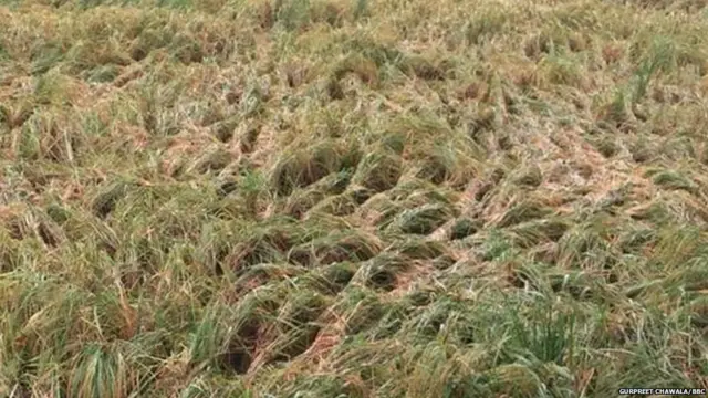 ਗੁਰਦਾਸਪੁਰ ਵਿੱਚ ਮੀਂਹ ਕਾਰਨ ਕਿਸਾਨਾਂ ਦੀਆਂ ਫਿਕਰਾਂ ਵੱਧ ਗਈਆਂ ਹਨ