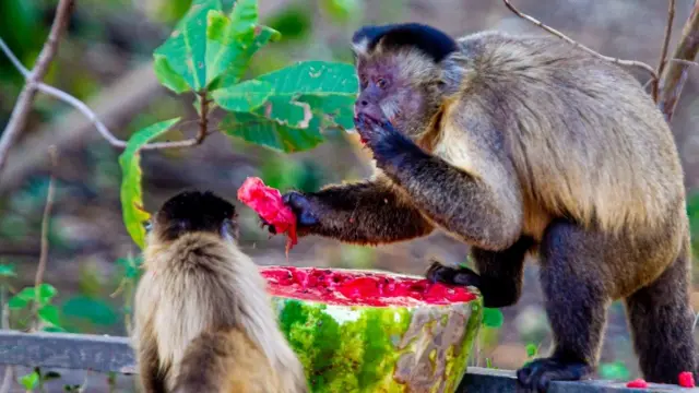 Macacos se alimentando7games jogo para baixar demelancia deixada por voluntários