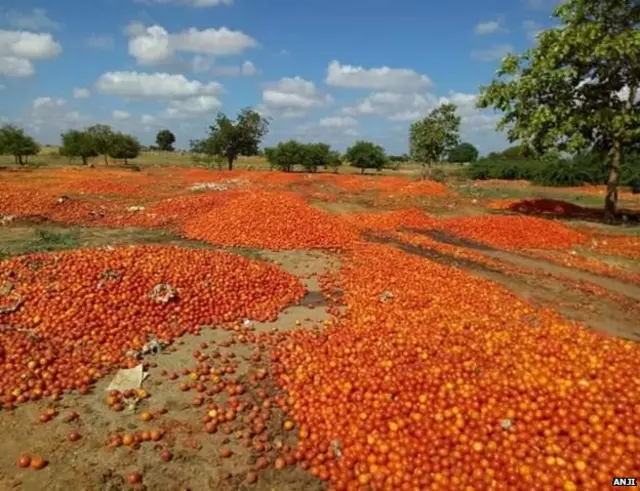 शेतकऱ्यांनी फेकलेला टोमॅटो