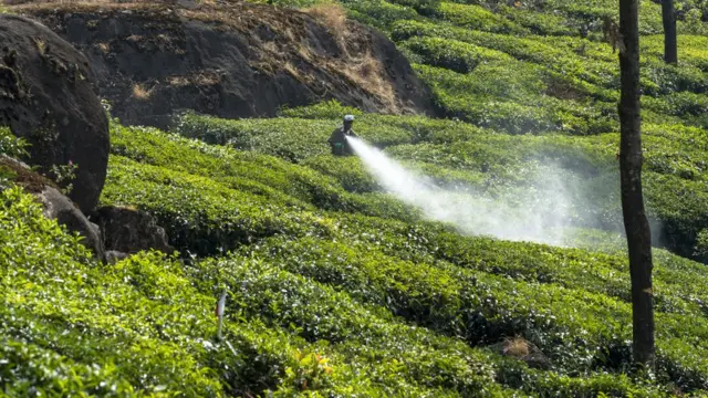 కలుపు మందు పిచికారీ