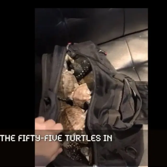 وائلڈ لائف کمیشن