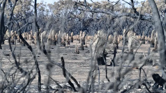 เกาะจิงโจ้