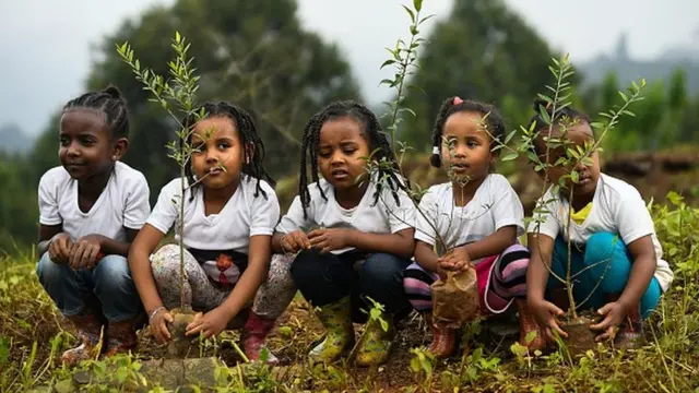 ዘንድሮ 350 ሚሊዮን ችግኞች በመላው አገሪቱ መተከሉ ተገልጿል