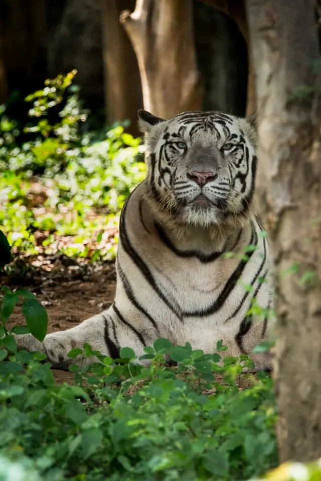 வண்டலூர் பூங்காவுக்கு இணையத்தில் குவிந்த மக்கள்