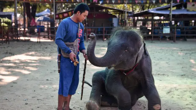 จรินทร์ ดิษฐ์สำราญ และ พลอย ช้างที่เขามองเป็นสมาชิกในครอบครัว