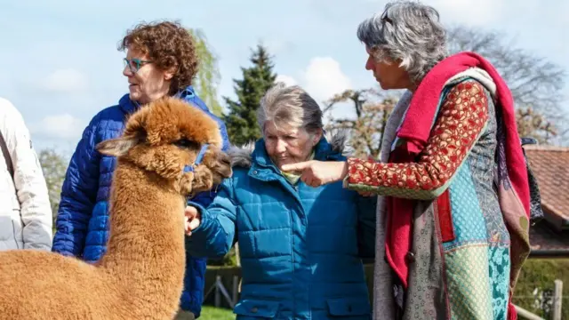 Пациенты с болезнью Альцгеймера на ферме, где разводят альпак