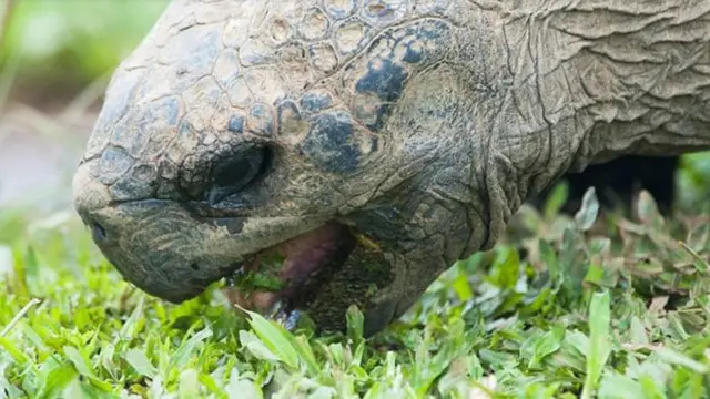 Tartaruga gigantetodos resultados lotofacilGalápagos se alimentatodos resultados lotofacilvegetação