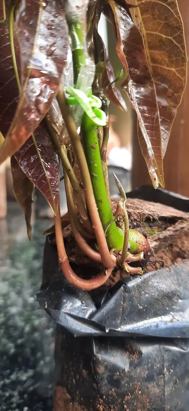 మామిడి అంటు