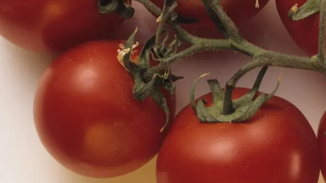 tomates