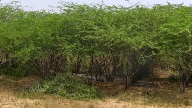 சீமைக் கருவேல மரங்கள் வரமா? சாபமா? உயிராபத்தையும் மீறி நடக்கும் கரிமூட்டம் தொழில்