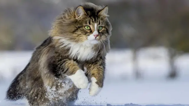 Кто-то мог по ошибке принять домашнюю кошку за дикую