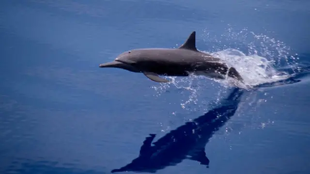 Вертящийся продельфин (Stenella longirostris)