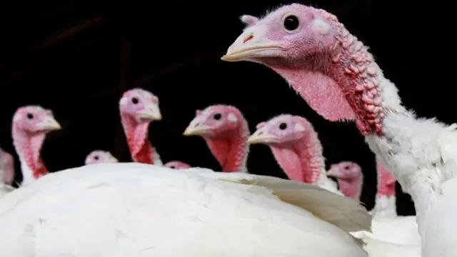 Turkeys on a farm in California, file pic