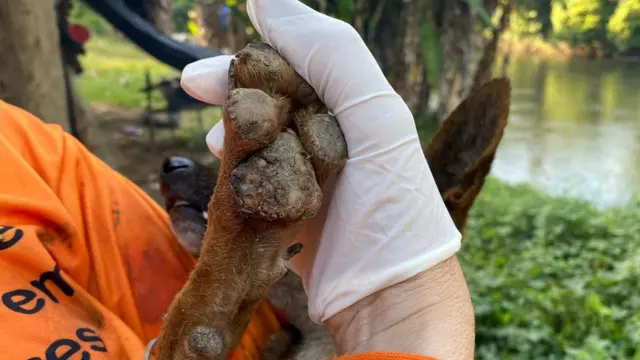 Agente do Grad Brasil mostra patabetesporte suportecachorro infectada pela tungíase