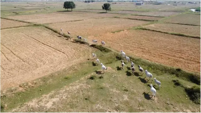 खेतों में घूमते आवारा पशु