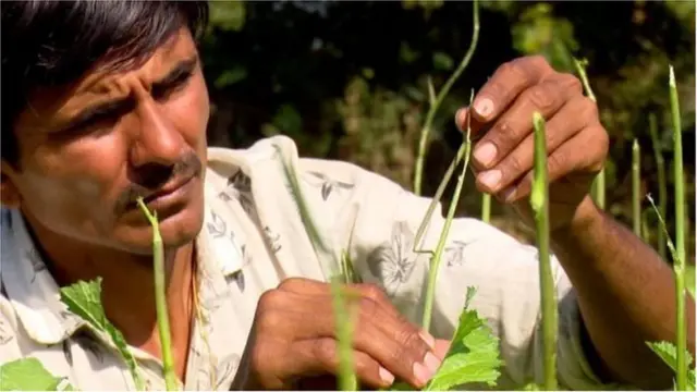 గుజరాత్ మిడతలు