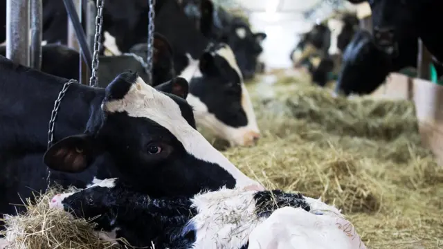 奶牛場內被圈養的牛。