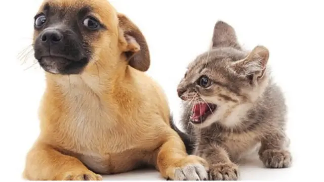 สุนัขและแมว