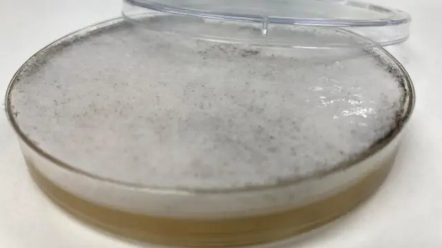 பூஞ்சைத் தொற்று ஜாம்பி