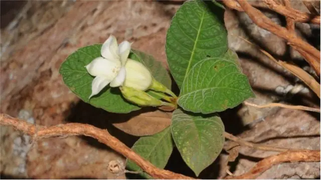 কিন্দিয়া গানগান