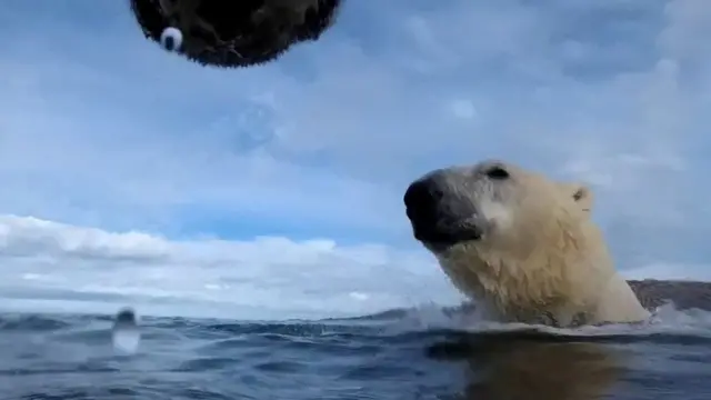 Urso polar na água