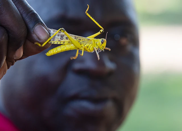 Un homme tenant un criquet à Katakwi, en Ouganda - mardi 11 février 2020