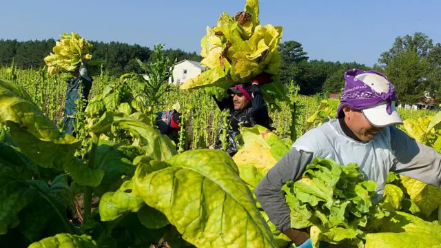 Trabajadores inmigrantes en Carolina del Norte, Estados Unidos. 