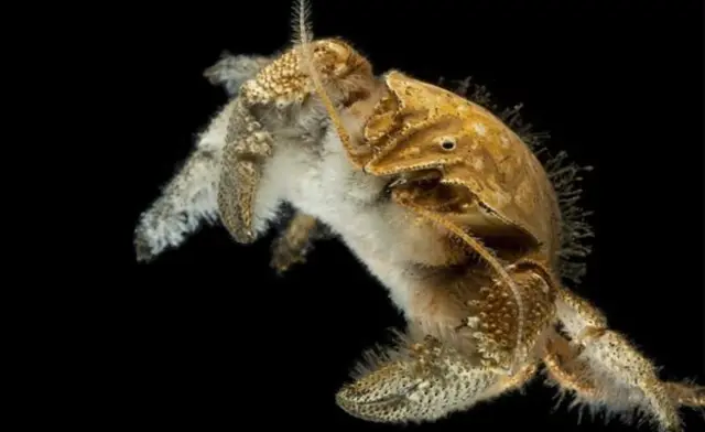 біологічний вид