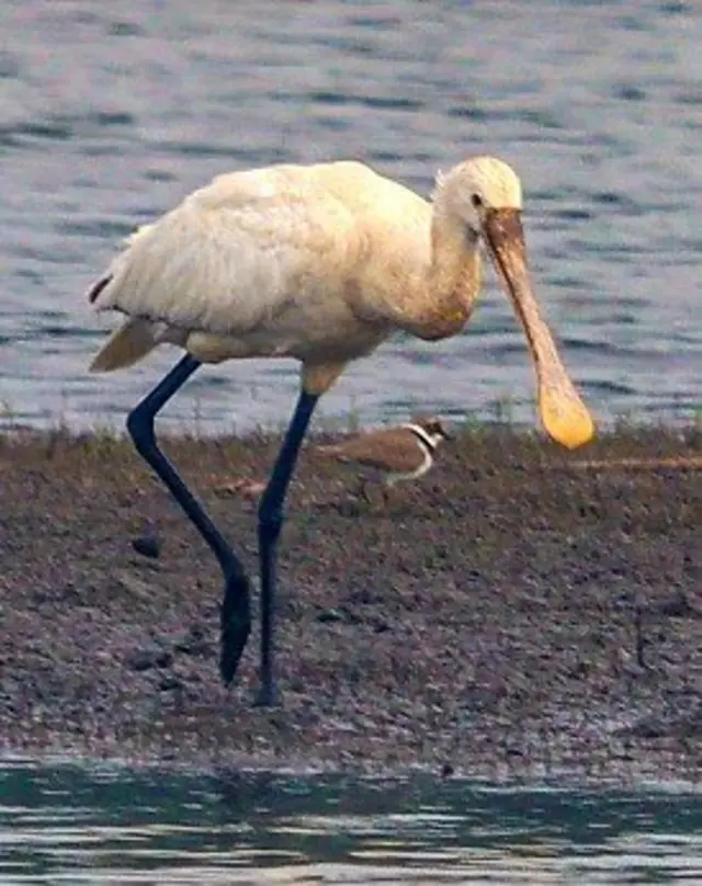 యూరాసియన్ స్పూన్ బిల్- చెరువుల్లో నాచు ను ఎక్కువగా తింటుంది.