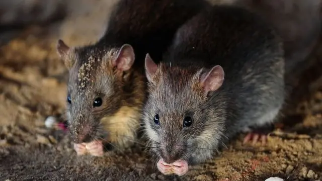 巴黎，法國，生態，老鼠，