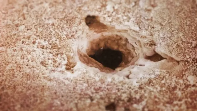 Cáscara magnificada 2.000 veces, con uno de los huecos para respirar.