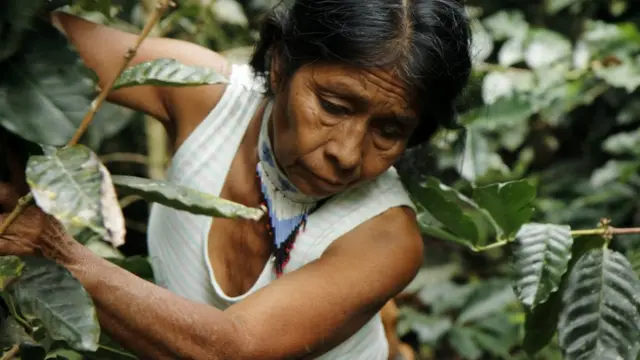 Irene Guasiruma recoge café (Foto: Natalio Cosoy/ BBC Mundo)