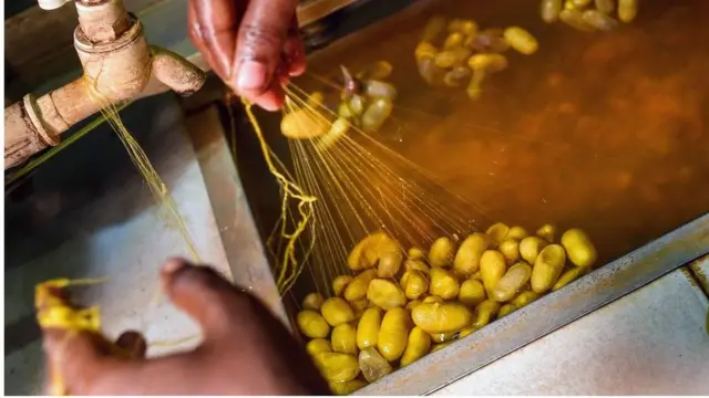 রেশম গুটি থেকে তৈরি হচ্ছে সিল্কের সূতা।