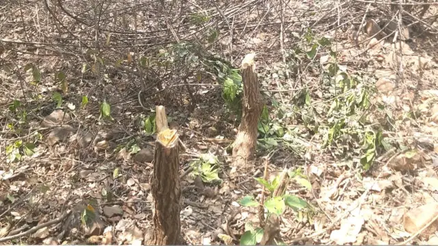 आरे कॉलनीत वृक्षतोड होत असल्याचा आरोप स्थानिक करत आहेत.