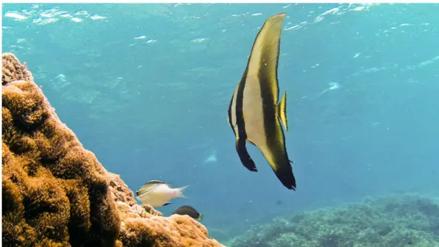 ''අපි උදාහරණයකට ගමු ඕස්ට්‍රේලියාවේ මහා බාධක කොරල්පරය. එහි කොරල් විශේෂ 400කට වැඩියි. ඒ වගේම මාළු විශේෂ 1500කට සහ බෙල්ලන් විශේෂ 4000කට විතර වාසස්ථානය සපයනවා. ඒ වගේම කැස්බෑ විශේෂ හතෙන් හයක්ම මේ ආශ්‍රිතව හමු වෙනවා.''