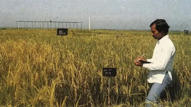 वैज्ञानिक डॉक्टर एमए सलाम युवावस्था में हबीबगंज में एक प्रदर्शनी प्लाट पर धान की खेती के संबंध में तथ्यों का संकलन करते हुए