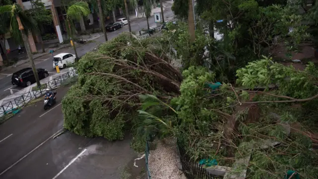 澳門街上樹木被連根拔起(中新社圖片23/8/2017)