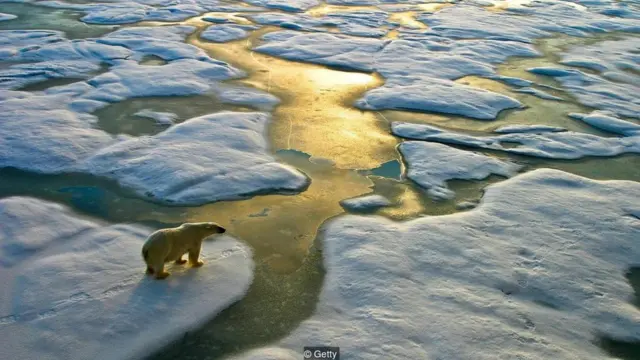 Urso polar vagando desnutrido