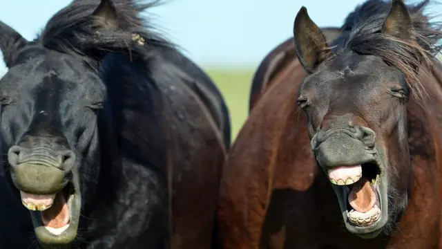 Caballos mostrando los dientes.